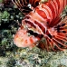 lionfish_spotfin_nus_h_0705_png1765.jpg